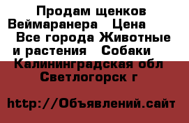 Продам щенков Веймаранера › Цена ­ 30 - Все города Животные и растения » Собаки   . Калининградская обл.,Светлогорск г.